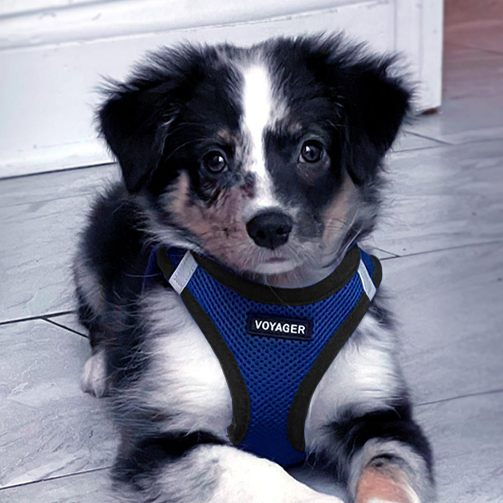 Best Pet Supplies Voyager Arnés de Entrada: diseño ligero para paseos sin esfuerzo