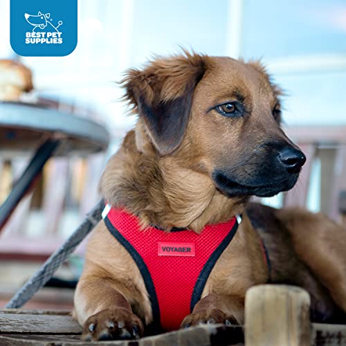 Best Pet Supplies Voyager, visibilidad mejorada para paseos al anochecer.