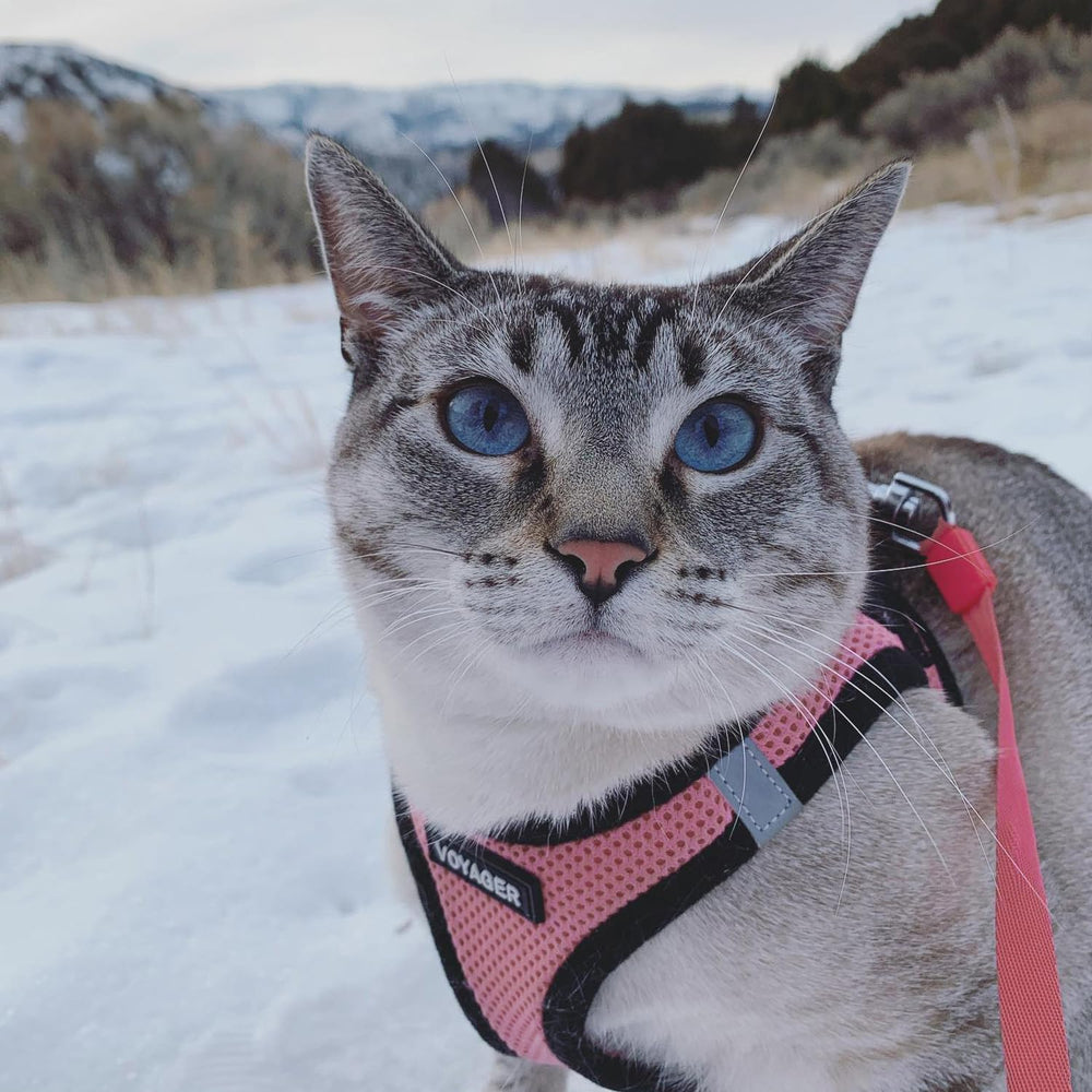 Best Pet Supplies Voyager arnés fácil de usar para paseos sin esfuerzo