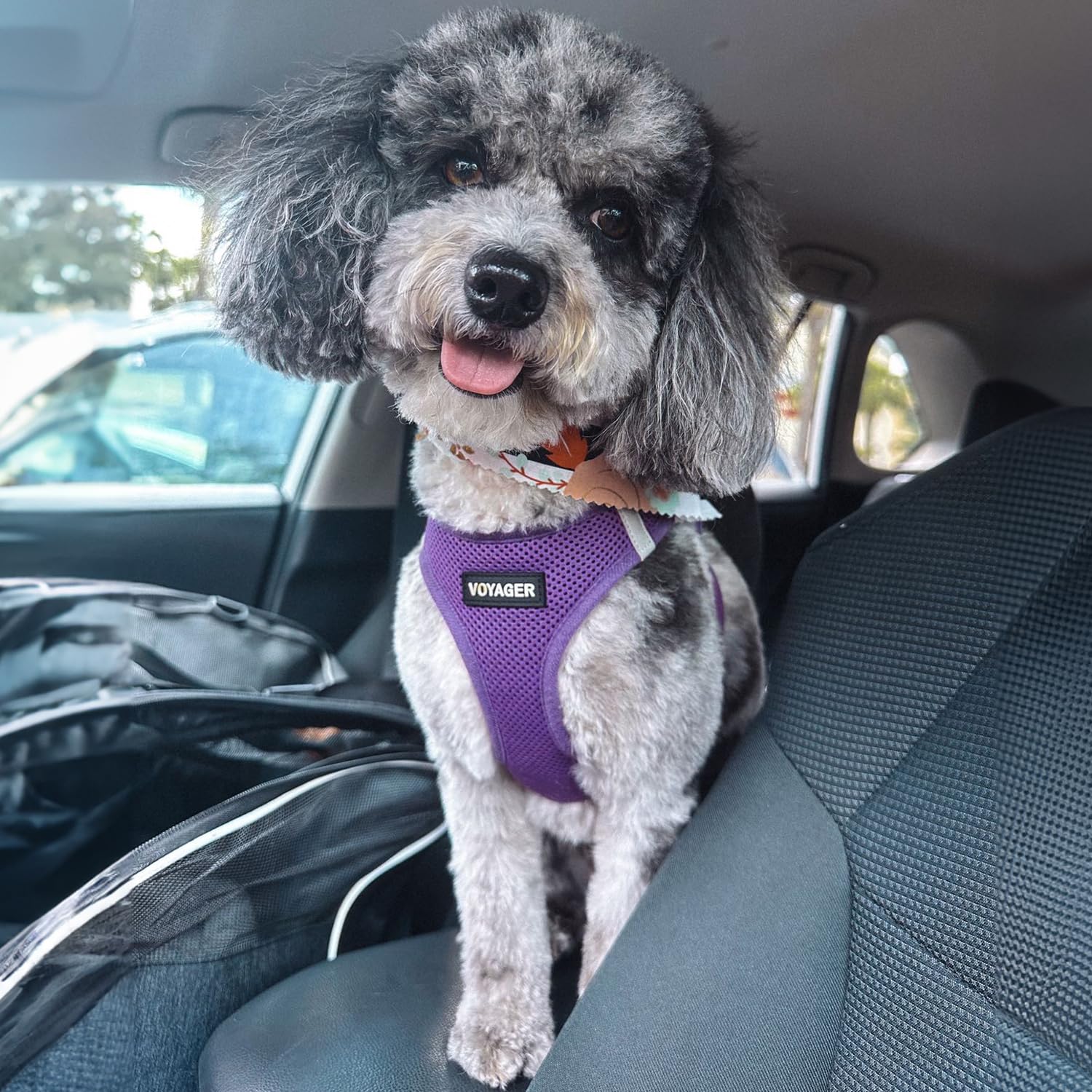 Uso todo el año con arnés Voyager de Best Pet Supplies
