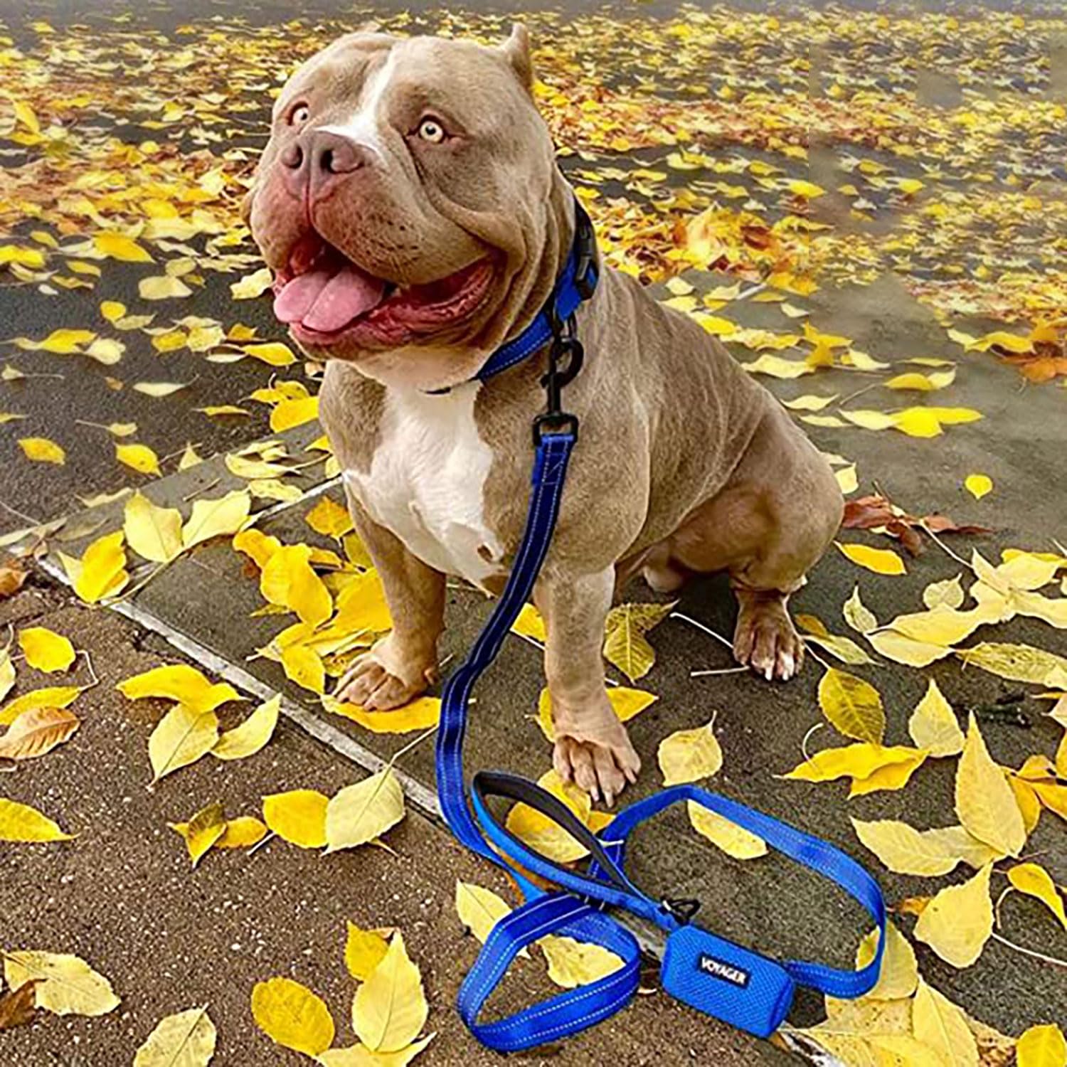 Voyager Best Pet Supplies laisse bleu royal pour balades securisees.