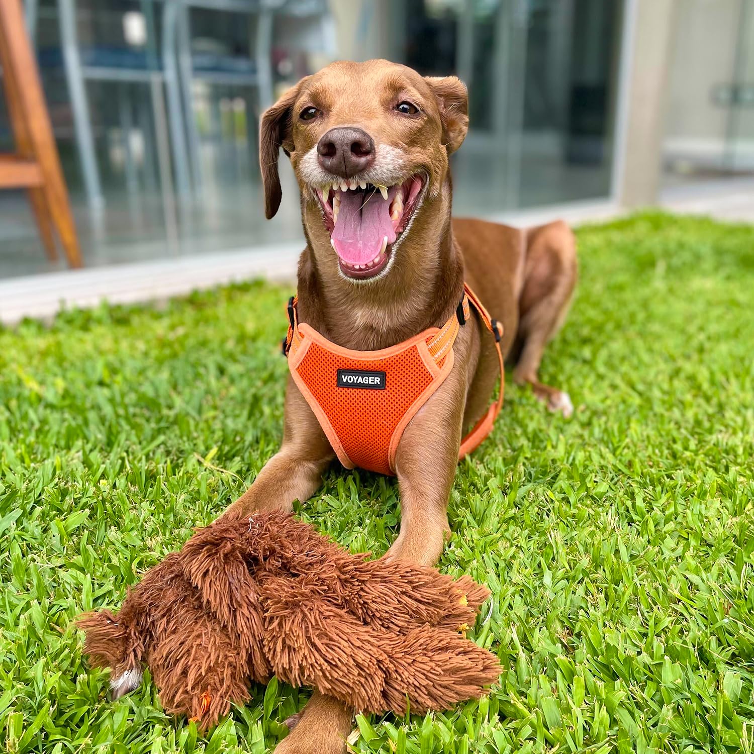 Best Pet Supplies Voyager guía de medidas imprimible naranja