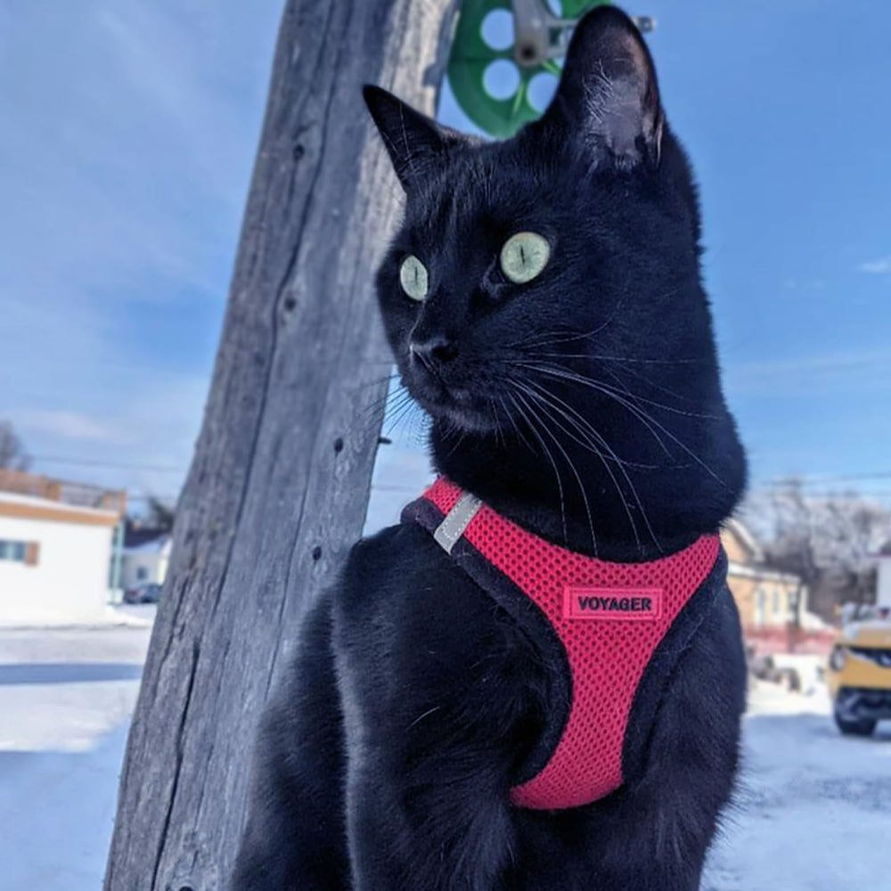 Harnais Voyager Best Pet Supplies guide des tailles pour ajustement précis