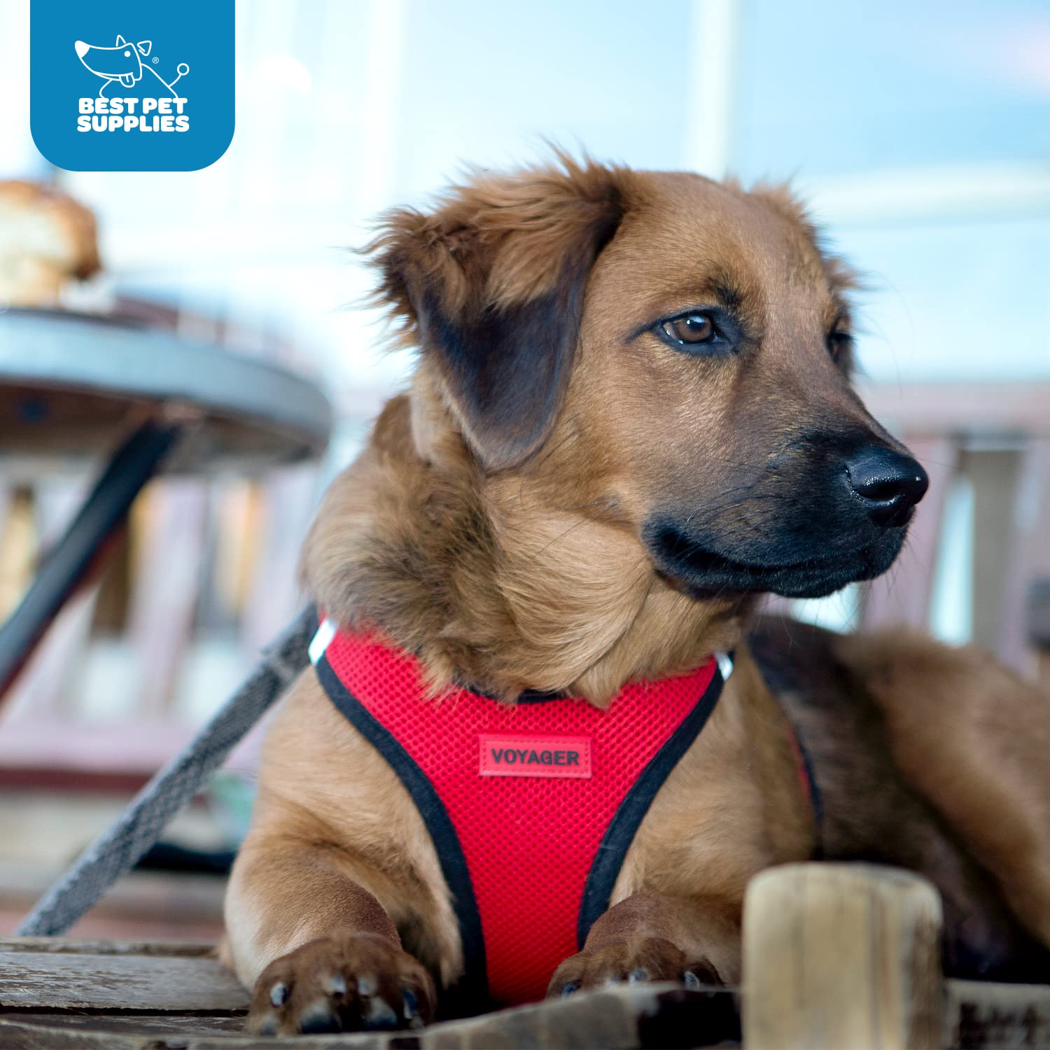 Harnais Voyager Best Pet Supplies usage quotidien et confortable