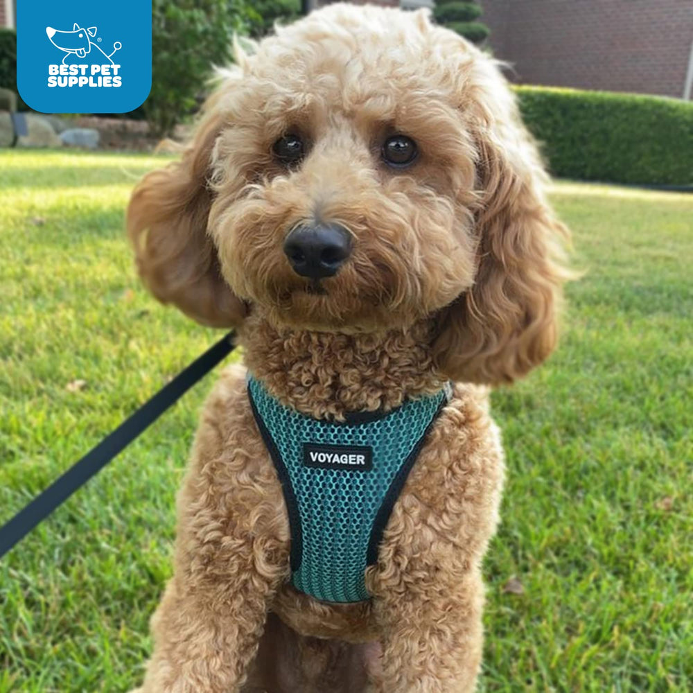 Harnais Voyager Best Pet Supplies, ajustement rapide selon guide des tailles.