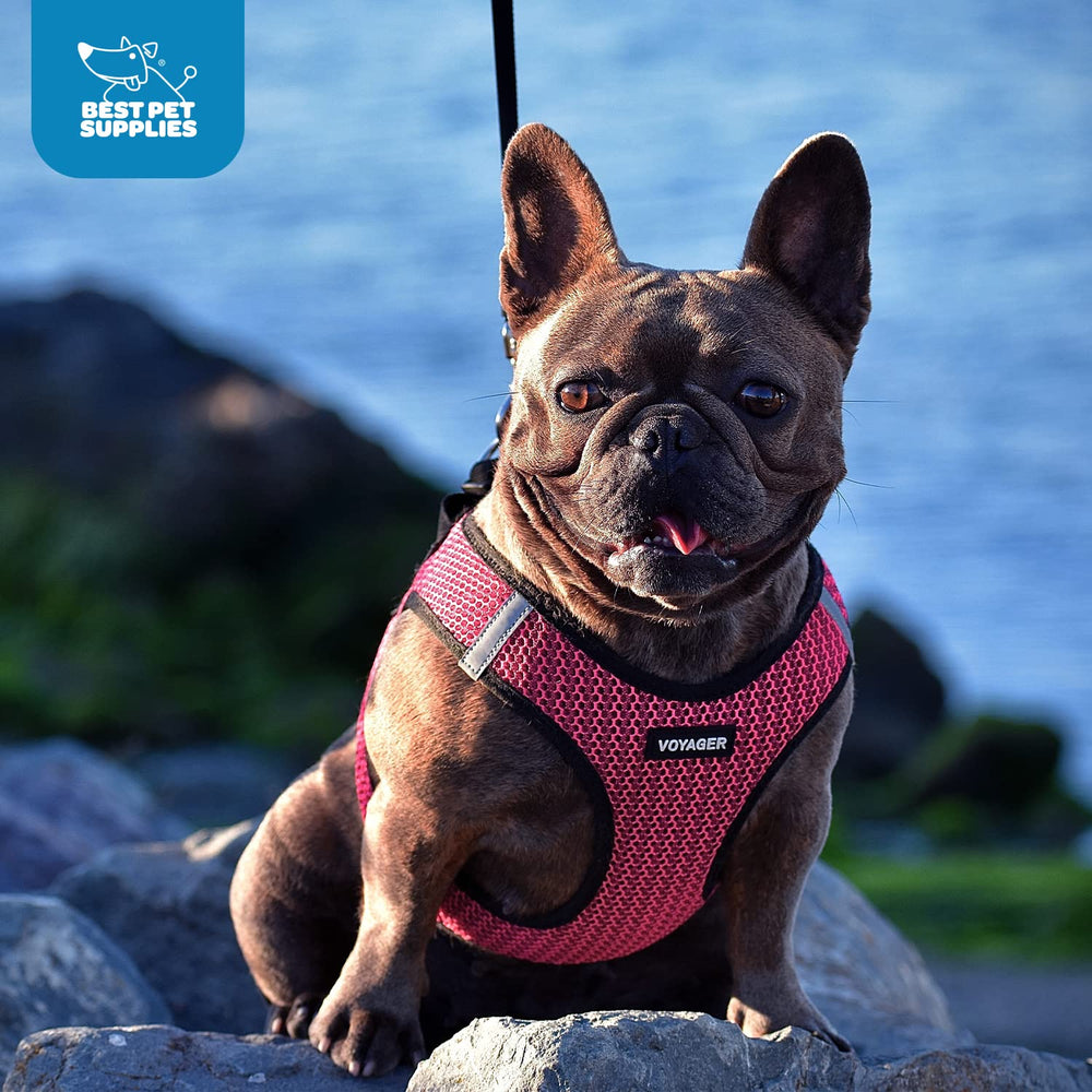 Best Pet Supplies Voyager Harnais Bandes réfléchissantes pour visibilité en soirée.