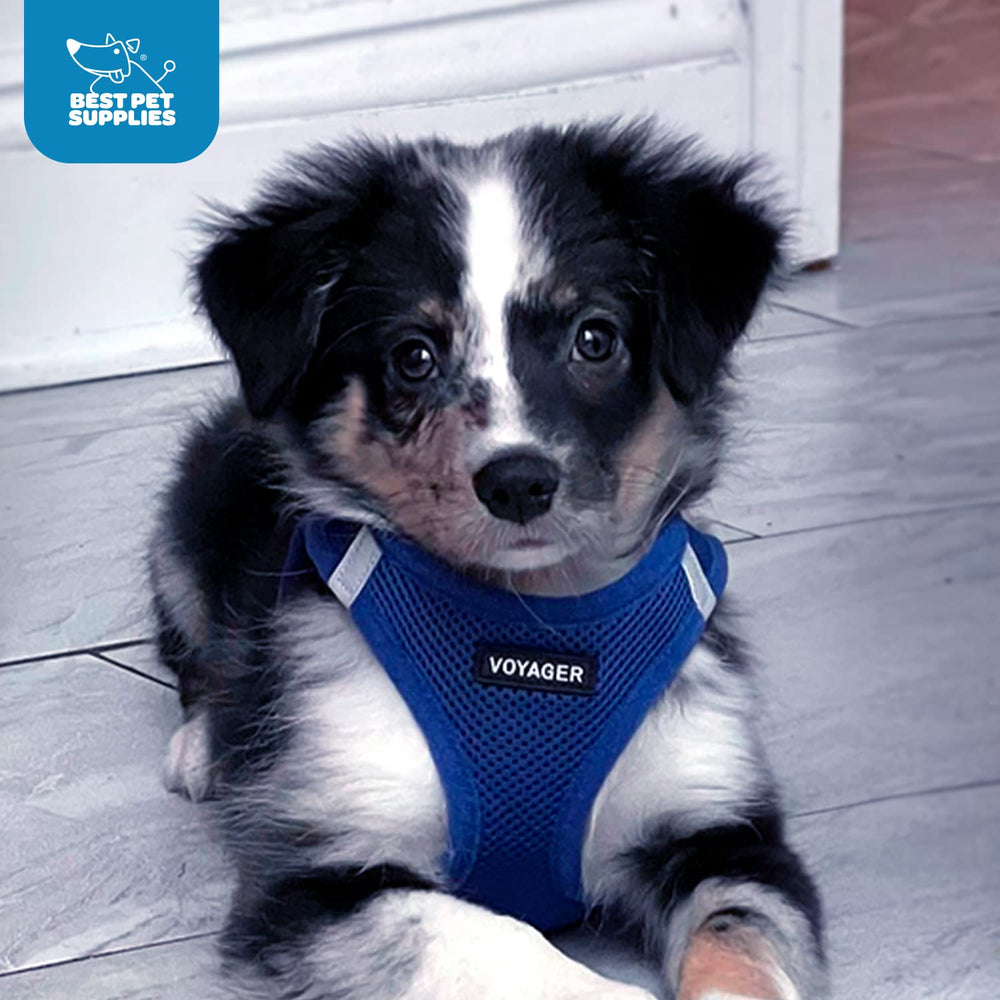 Harnais Voyager Best Pet Supplies guide des tailles et tableau des tailles