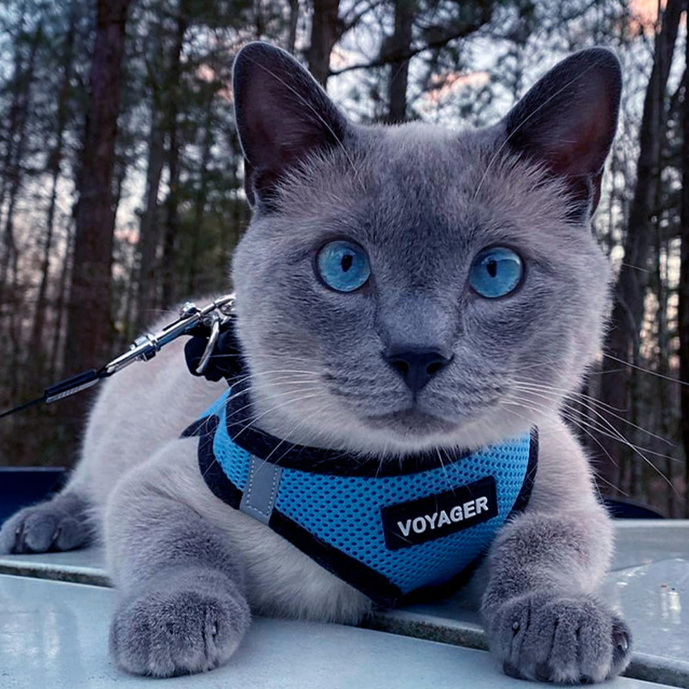 Best Pet Supplies Voyager harnais usage facile pour chiens et chats