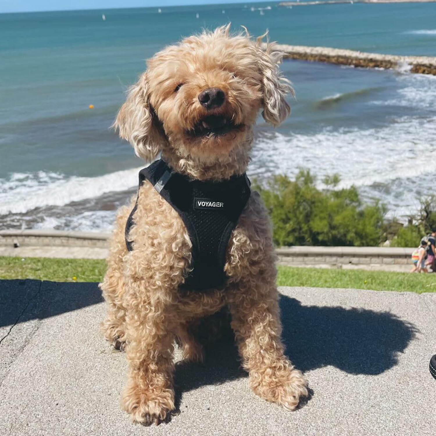 Voyager Best Pet Supplies harnais-usage-quotidien, design pratique.