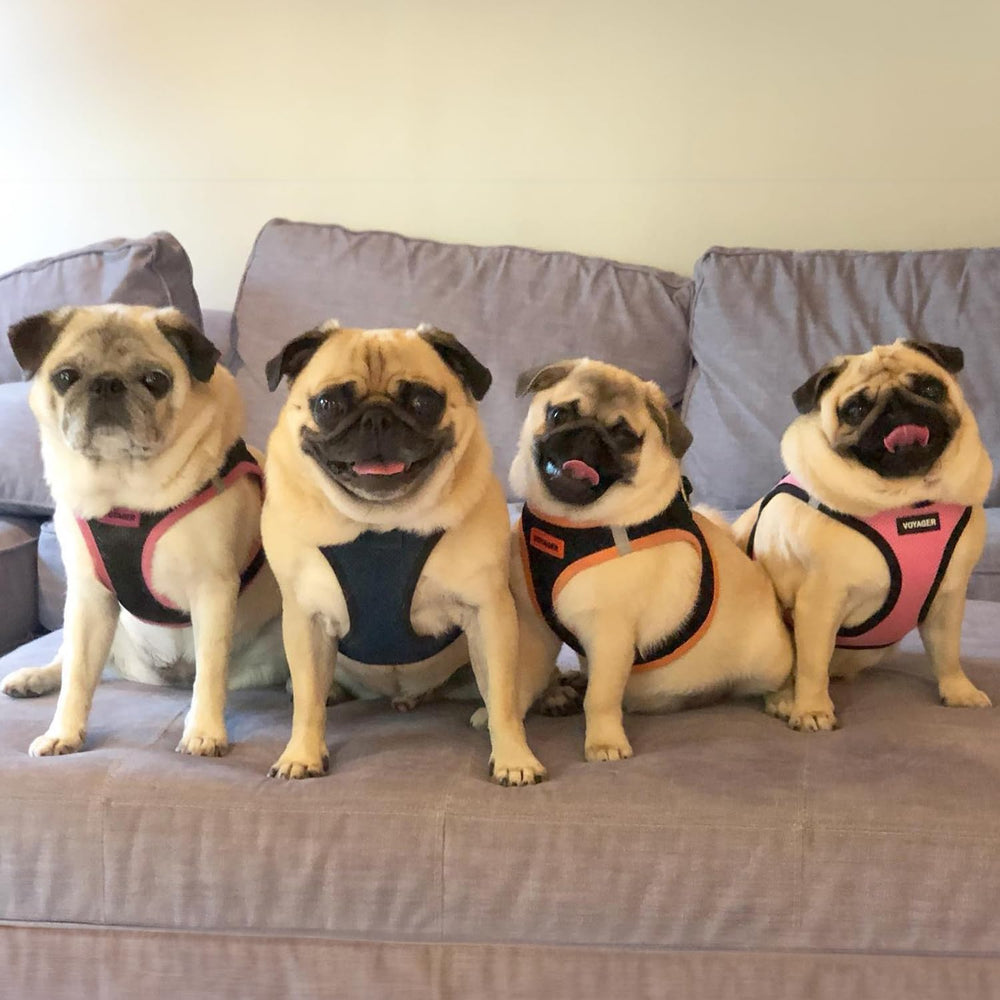 Confort léger grâce au mesh respirant pour chiens et chats.
