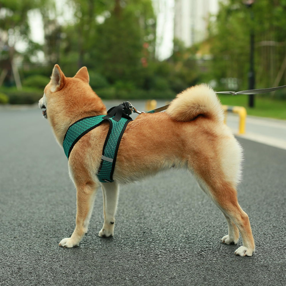 Guide des tailles Best Pet Supplies pour ajustement précis.