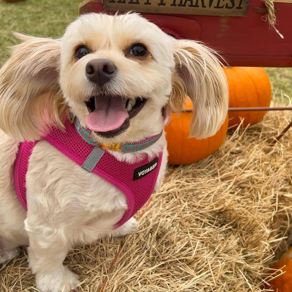 Best Pet Supplies Voyager Step-in Air Harness color fucsia para mayor visibilidad