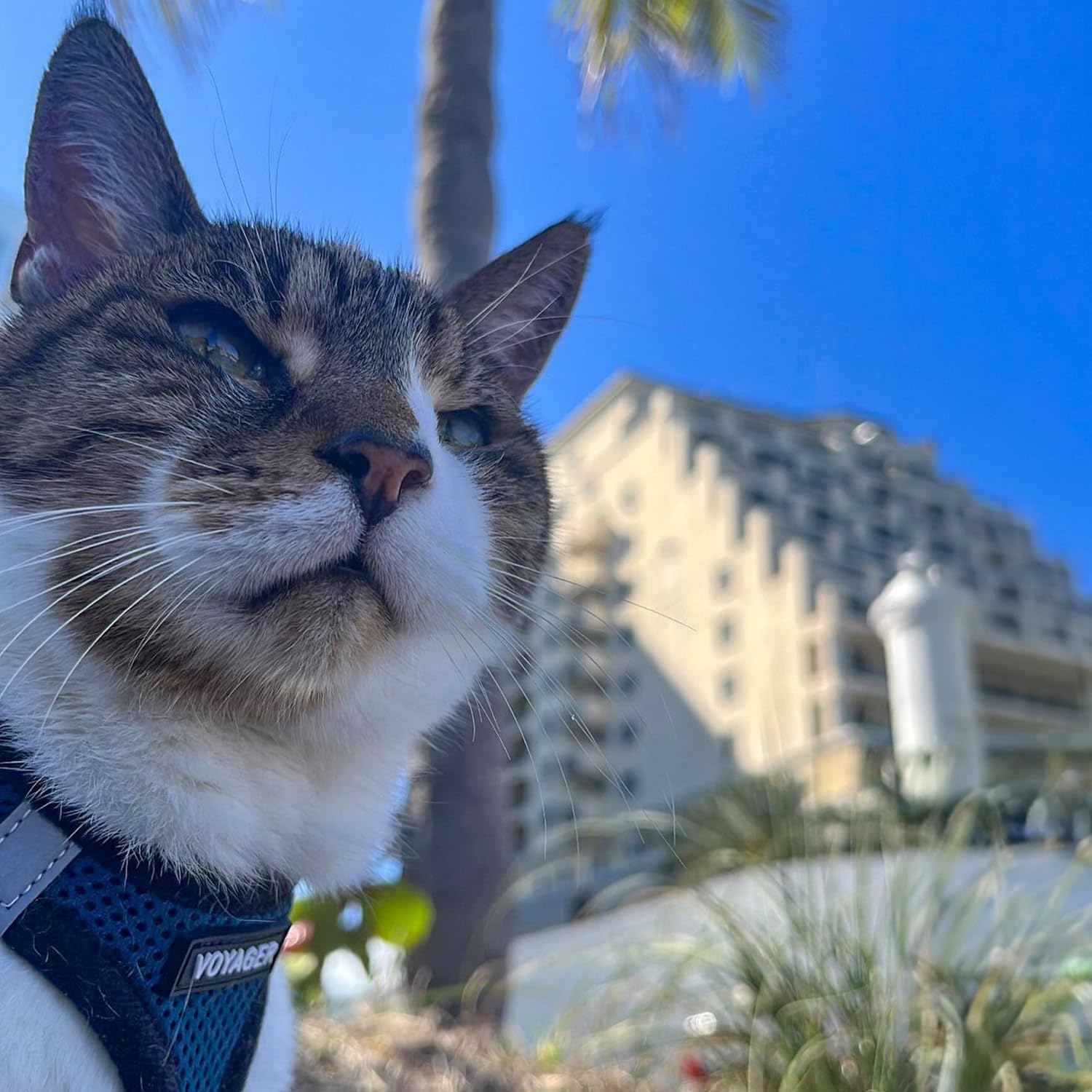 Best Pet Supplies Voyager visibilidad en poca luz con bandas reflectivas.