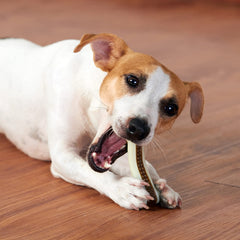 BETTEPROD juguete masticar mediano duradero ideal para perros medianos activos.
