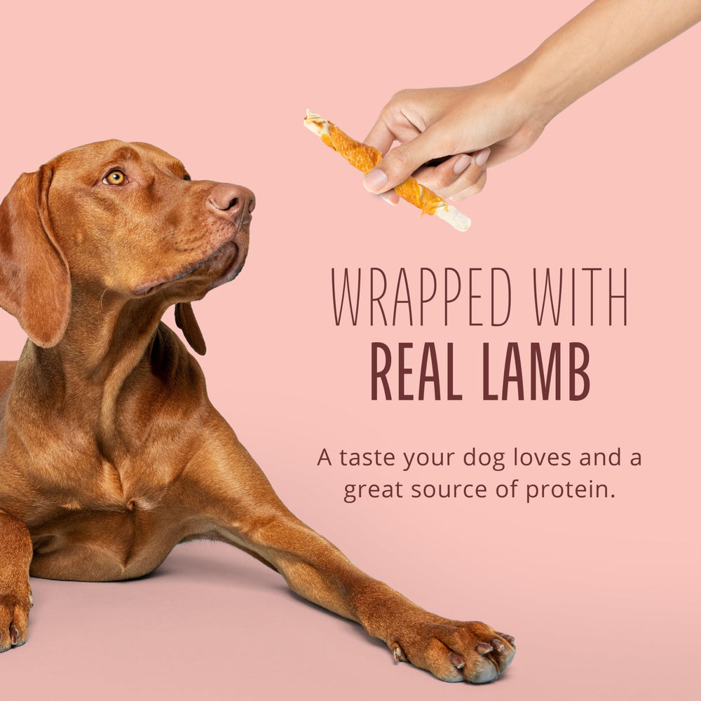 Chien profitant des torsades Better Belly – récompense savoureuse et facile à digérer.