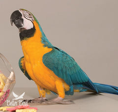 Loros disfrutando Better Bird Alimento Premium, uso diario para aves activas.