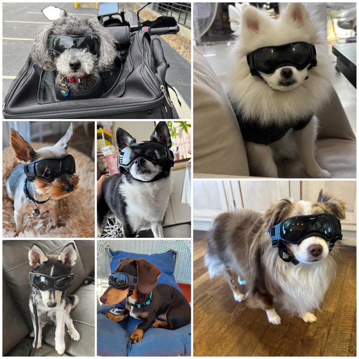 Gafas Billionchains para perro con correa de cabeza ajustable para mayor estabilidad