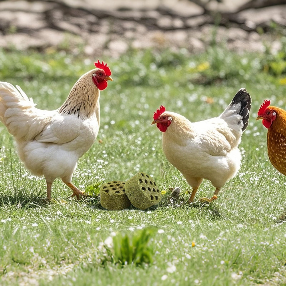 BingegePet para-pollos-todas-las-edades: compatibilidad y bienestar en aves de corral.