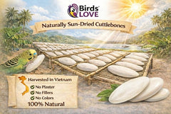 Birds LOVE cuttlebone, paquete de 3 para suministro continuo de calcio.