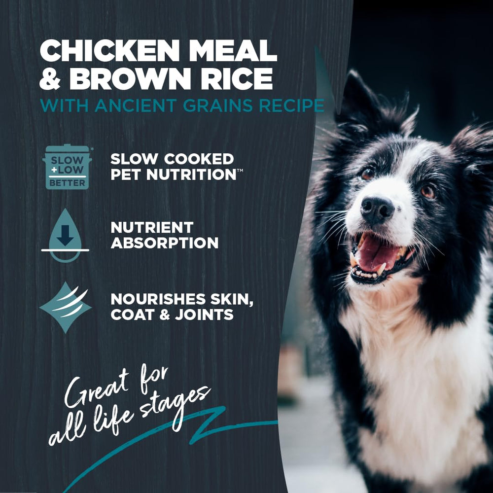Blackwood pollo-arroz-granos-antiguos: croquetas balanceadas para energía diaria.
