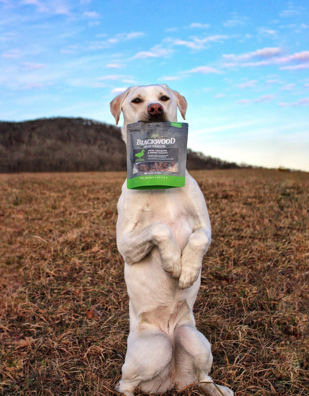 Blackwood porciones pequeñas para perros pequeños, fáciles de manejar