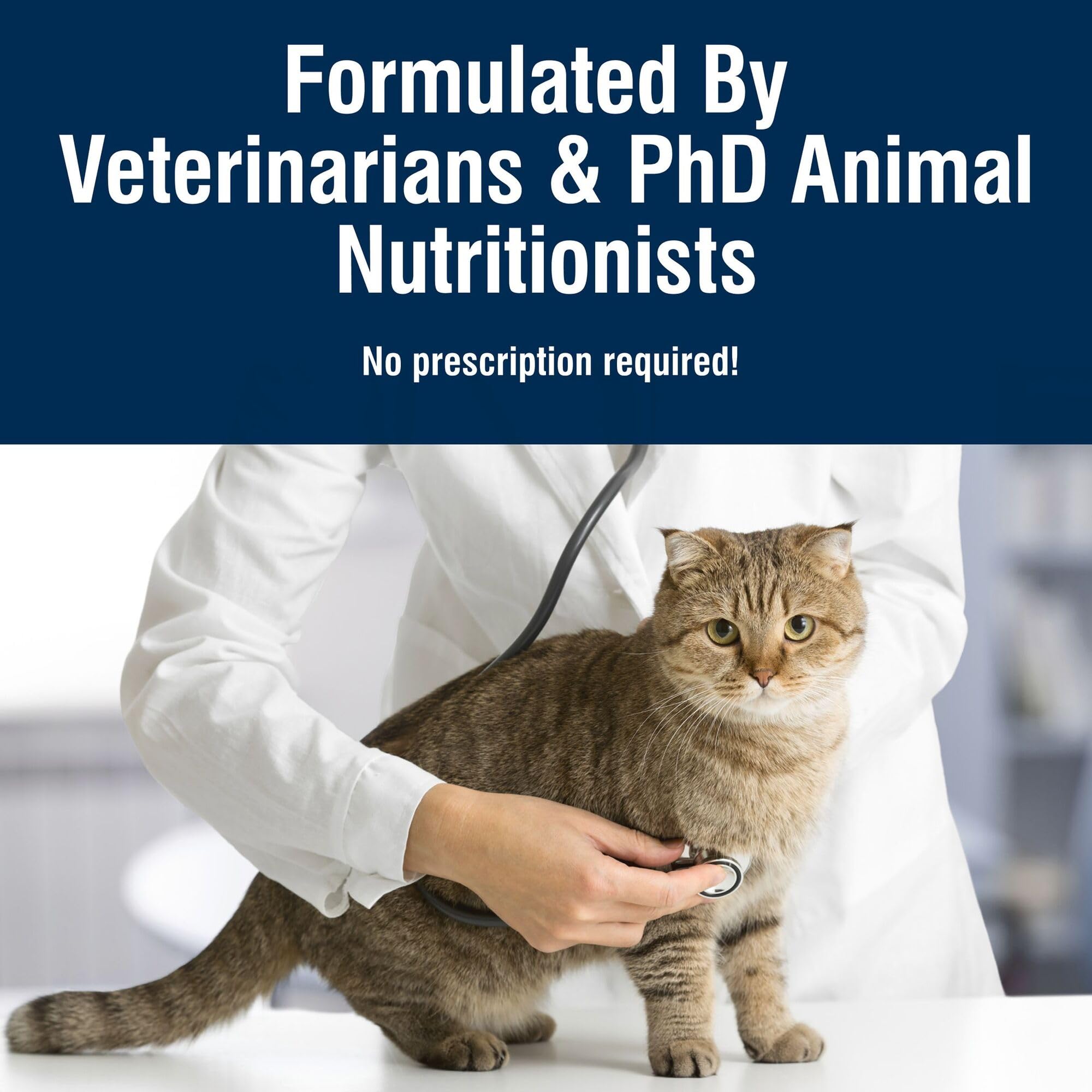 Apoya la salud digestiva con una dieta equilibrada para gatos