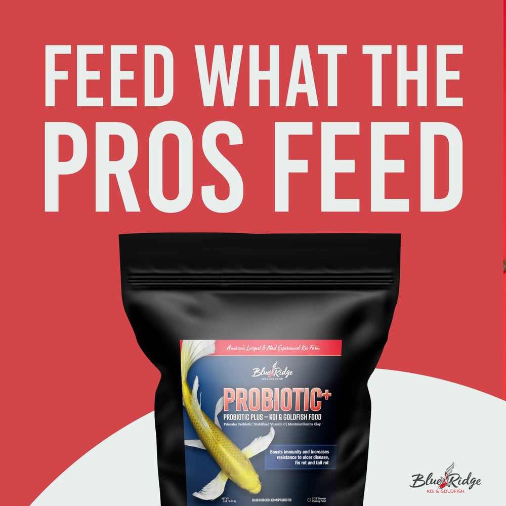 Probiotic Plus de Blue Ridge para koi, destaca Primalac y digestión suave