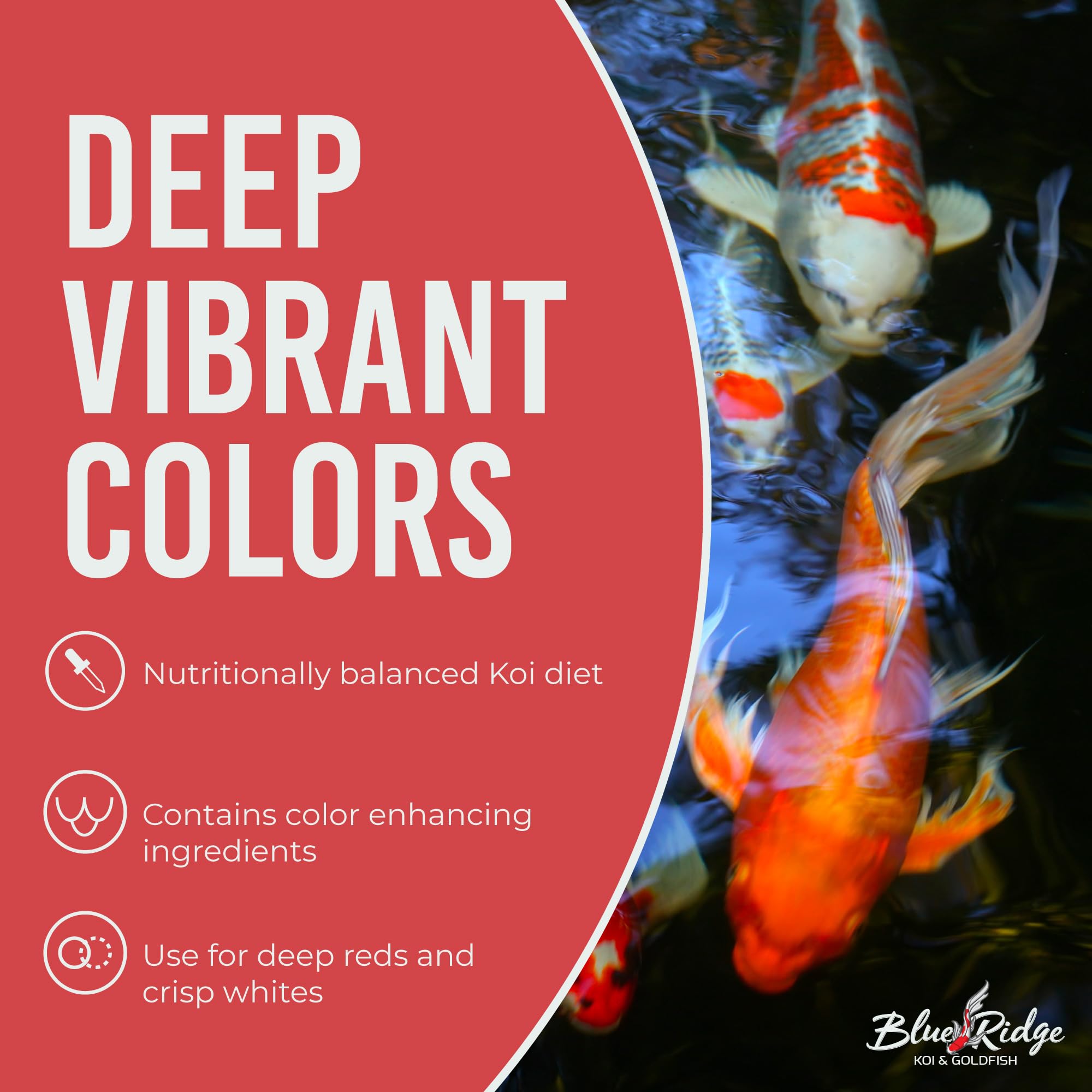 Blue Ridge Koi Alimento: digestión fácil con pellets flotantes