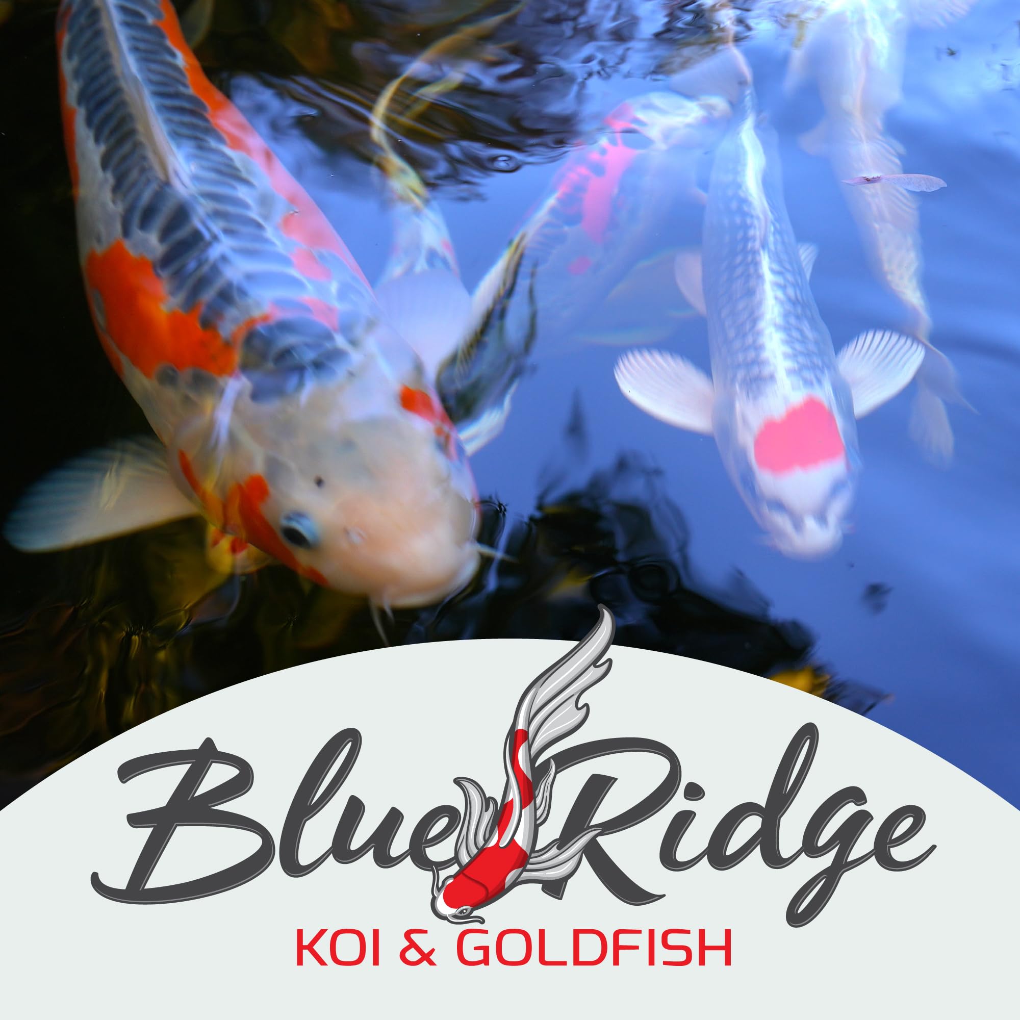 Blue Ridge Koi alimento para estanques realza colores en 32 días.