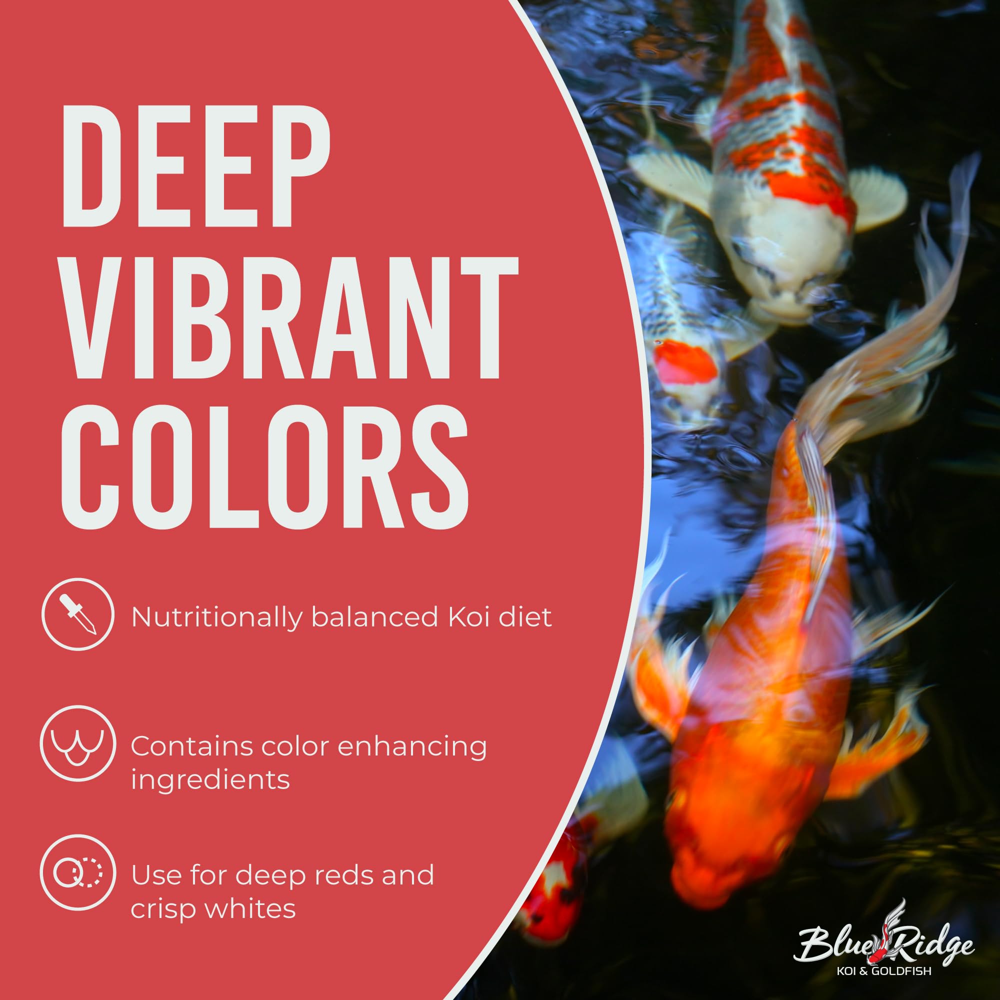 Blue Ridge Koi probiótico Primilac para favorecer la salud intestinal.