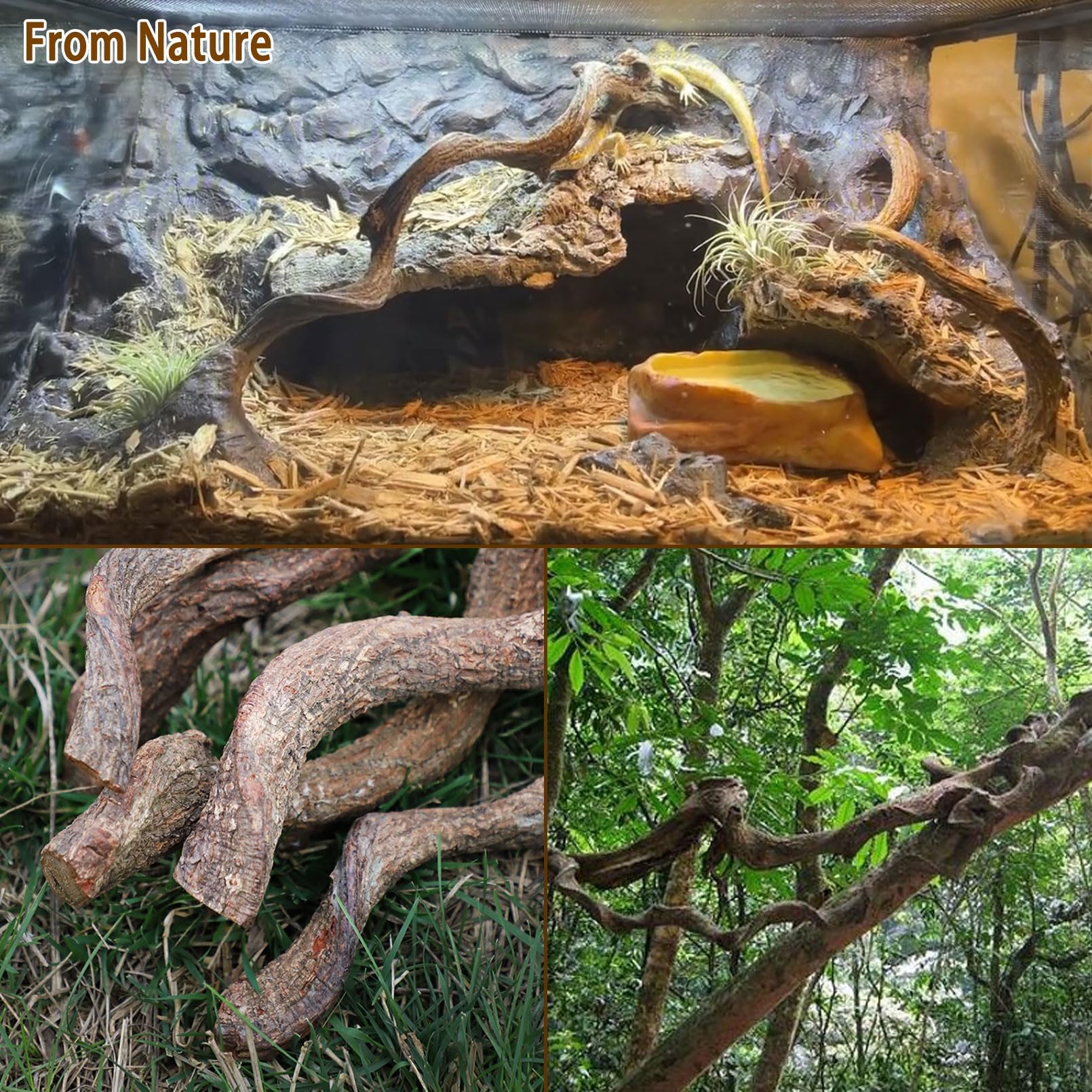 BNOSDM Branche terrarium utilisation douce et grimpante pour reptile.