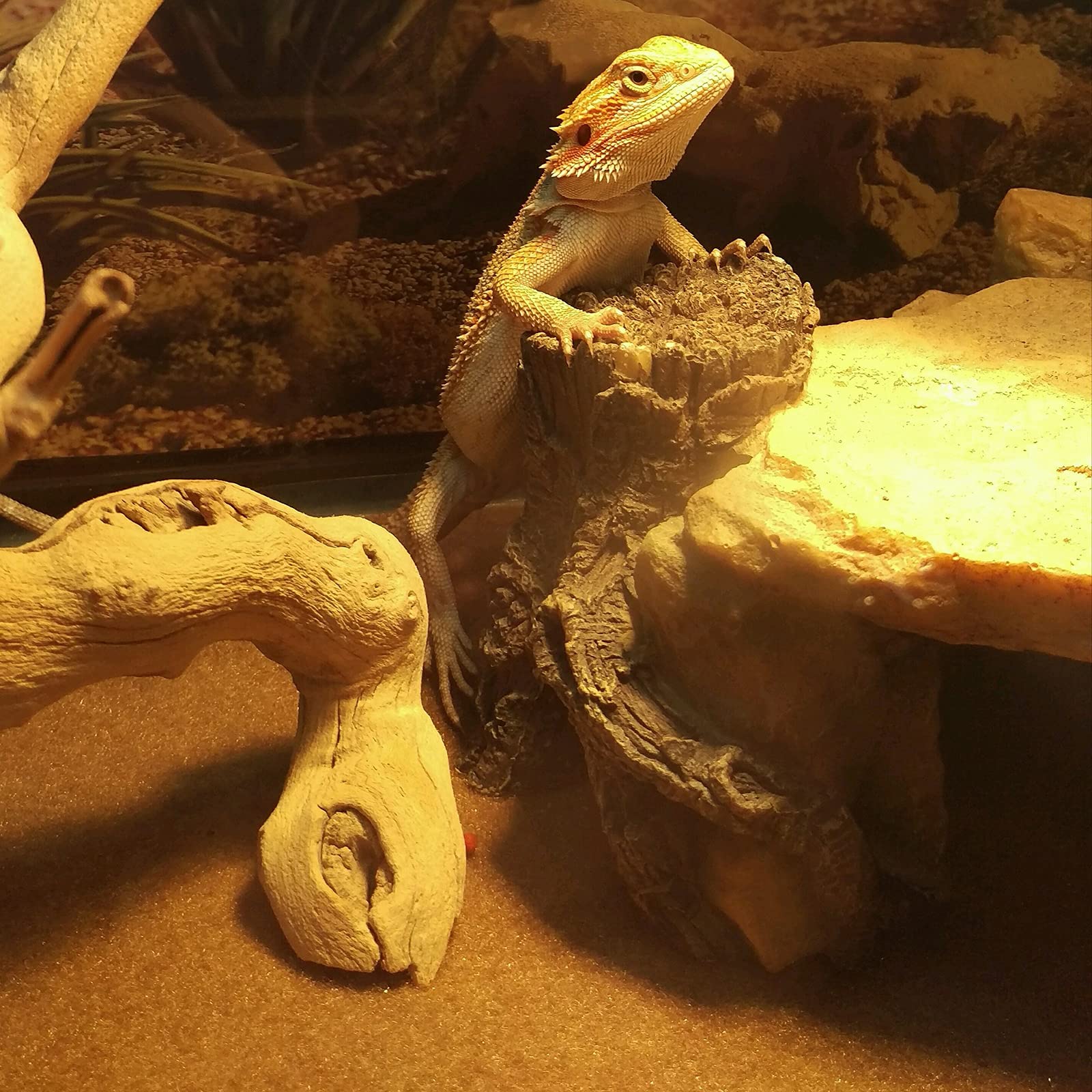 Boao contenido del set de 4 piezas para terrario organizado
