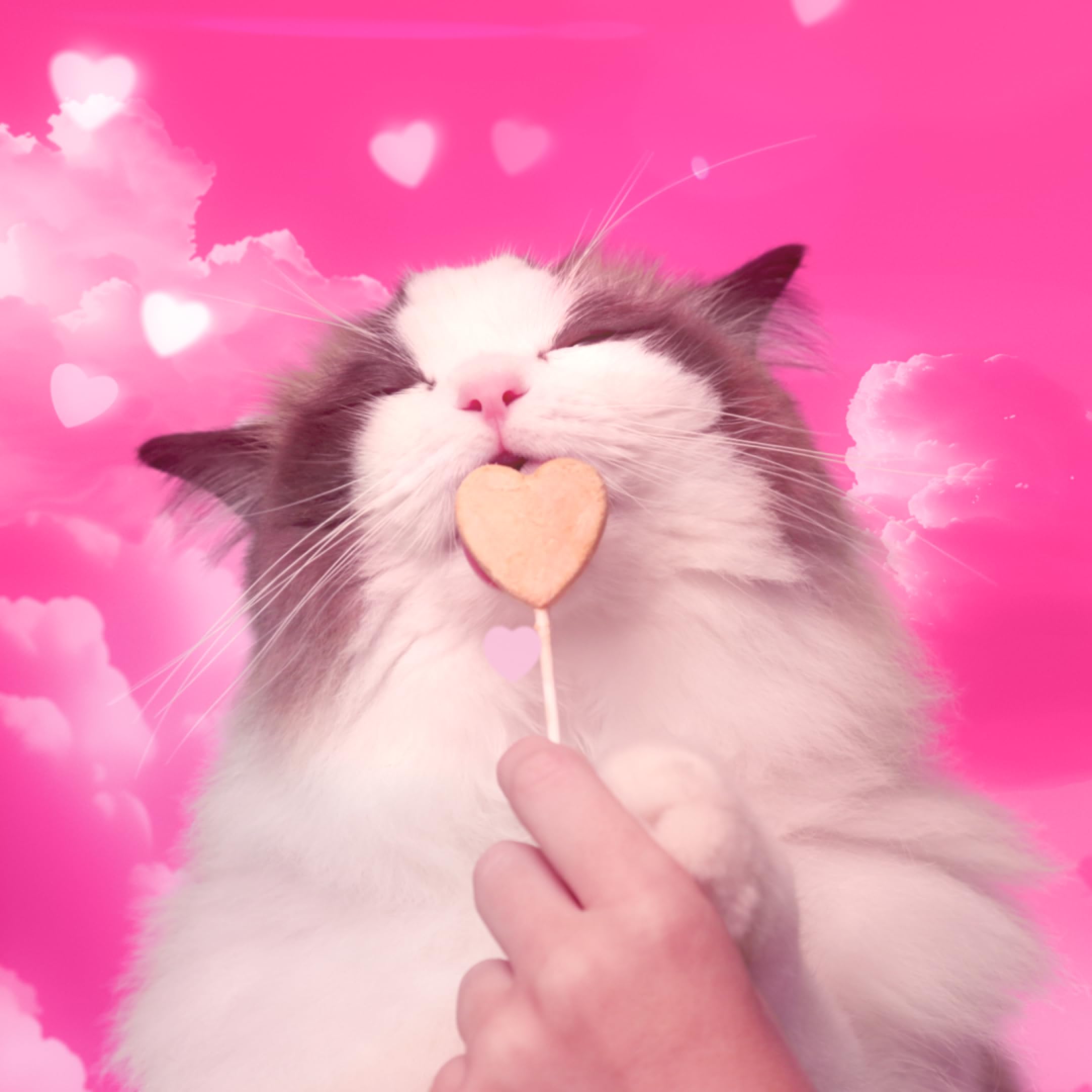 Bonkers Purrpops regalo para gatos, idea de obsequio