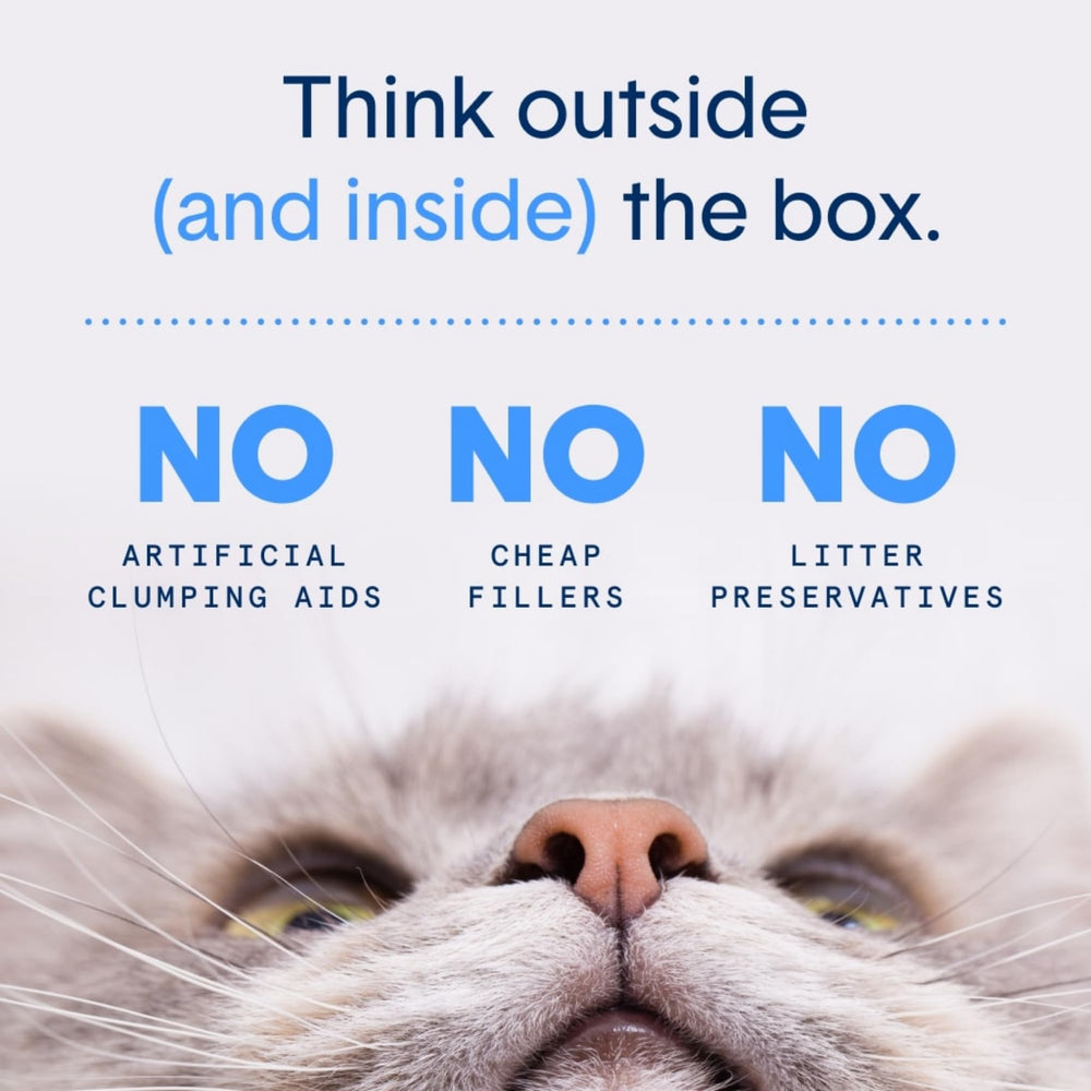 Boxiecat arena para gatos aprobada por veterinarios, sin químicos agresivos.