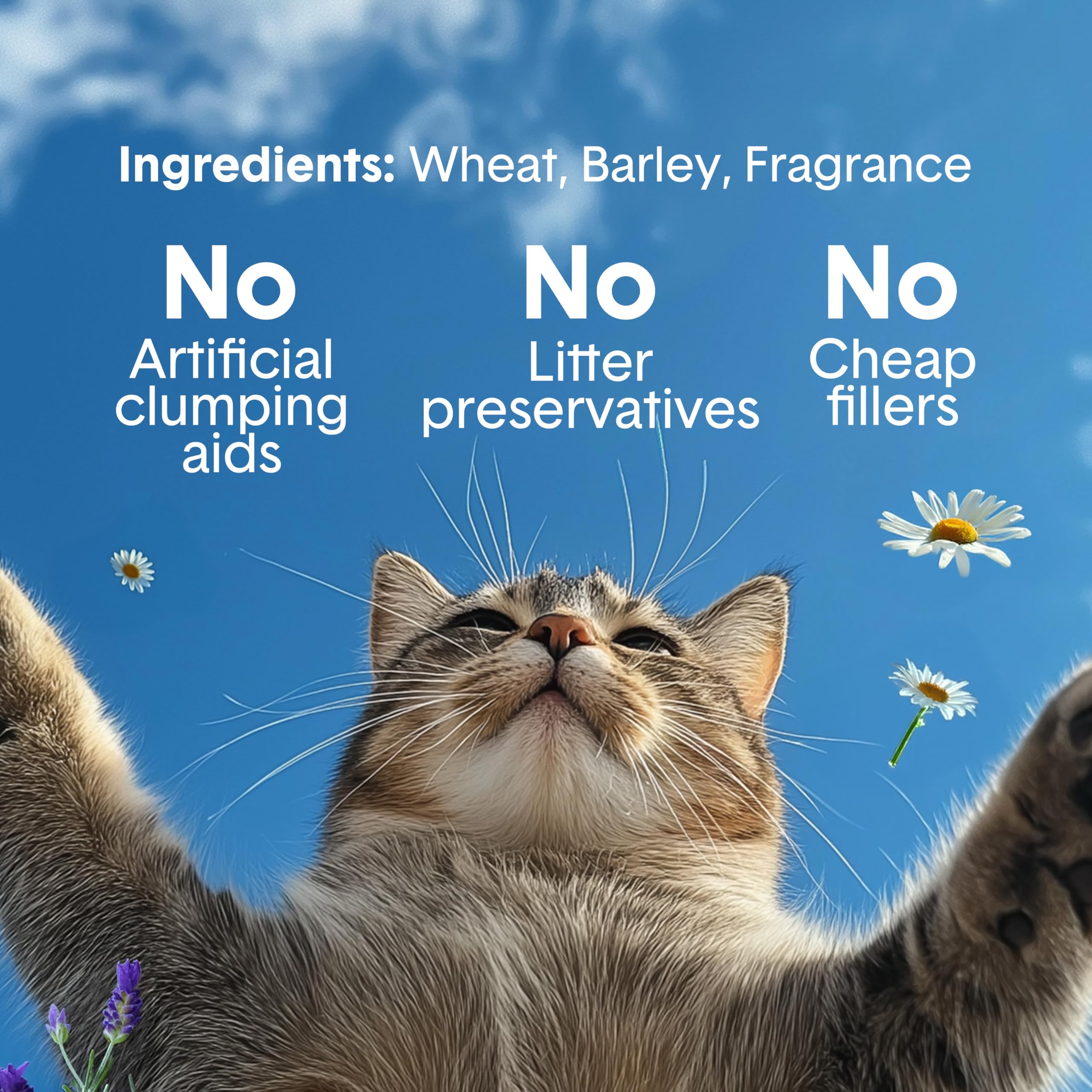 Boxiecat arena para gatos duradera, entre 30 y 40 días