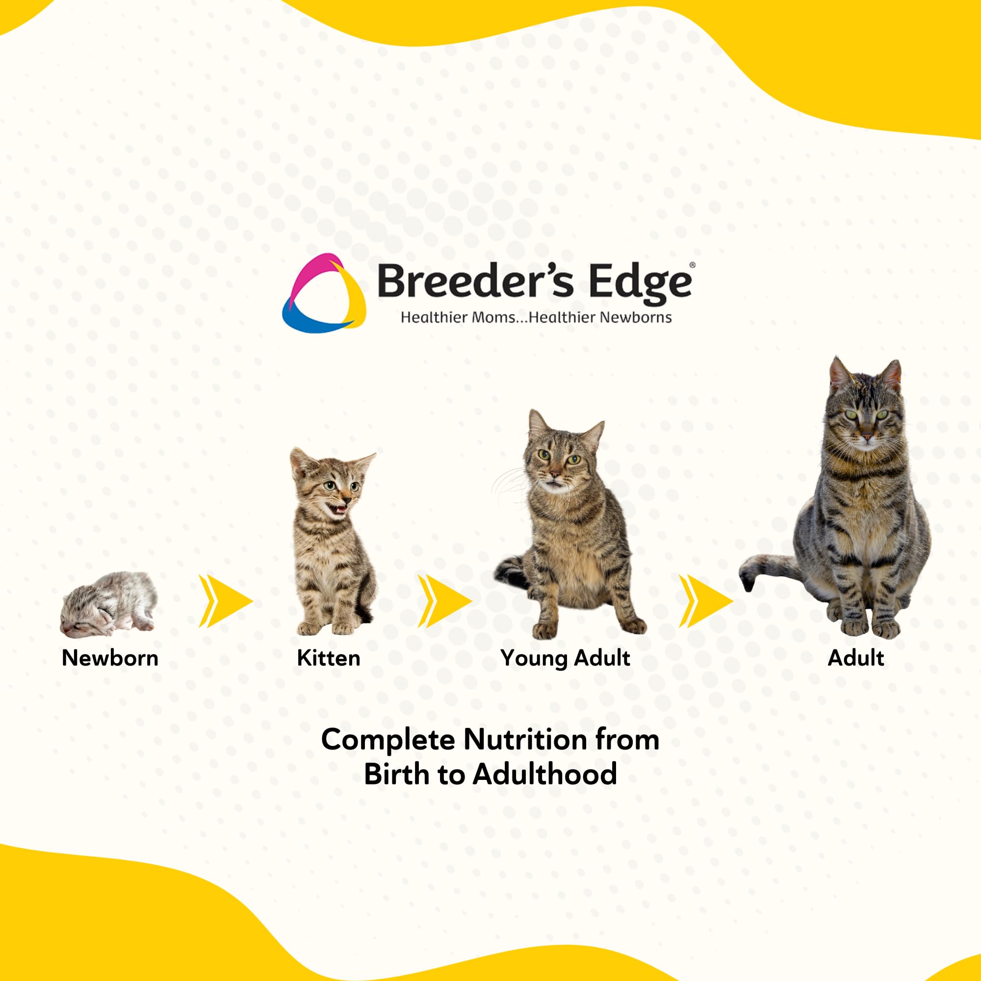 Breeder's Edge Foster Care Feline, fórmula con baja lactosa para digestión cómoda.
