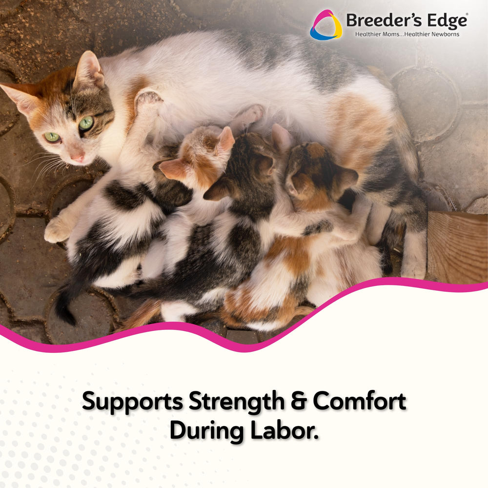 Breeder's Edge Oral Cal Plus Gel: textura suave para dosificación precisa