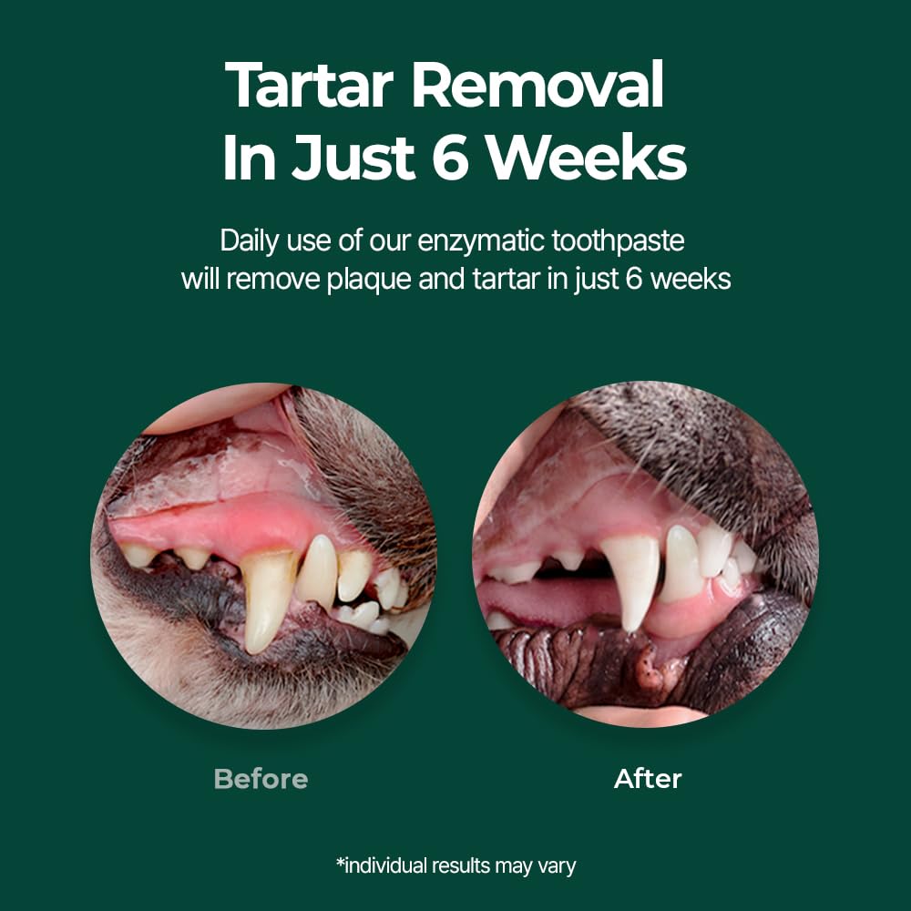 Perro recibiendo limpieza dental con Petodent Breezytail, dientes en primer plano