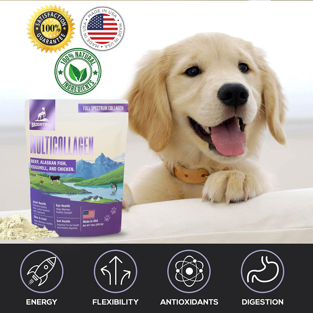 Brightway Pets perro activo con articulaciones flexibles gracias al colágeno.