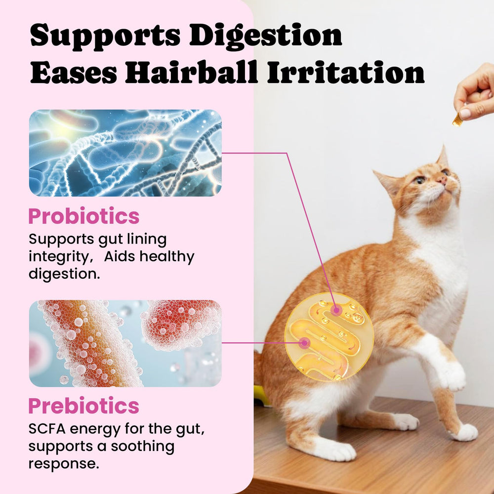 BuddyCheer probiotics-prebiotics balance signals a healthier gut and calmer digestion