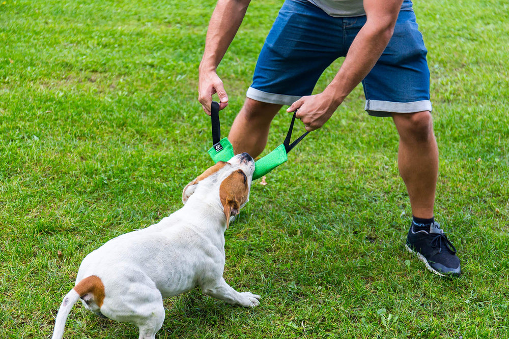 Bull Fit K9, diseño robusto para juego responsable y seguro