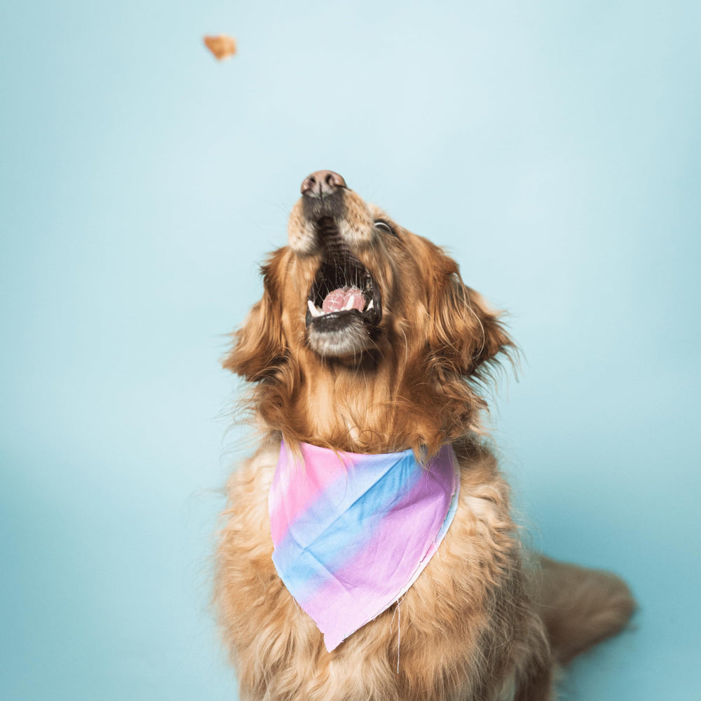 Recompensa de salmón para perros de todas las tallas