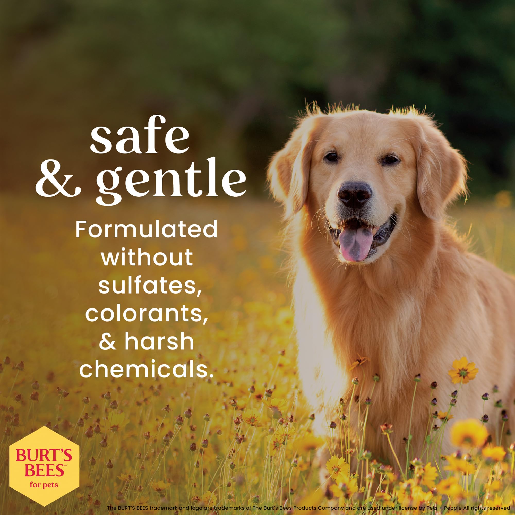 Pelage rafraîchi et démêlé après promenade grâce au spray BURT'S BEES FOR PETS.