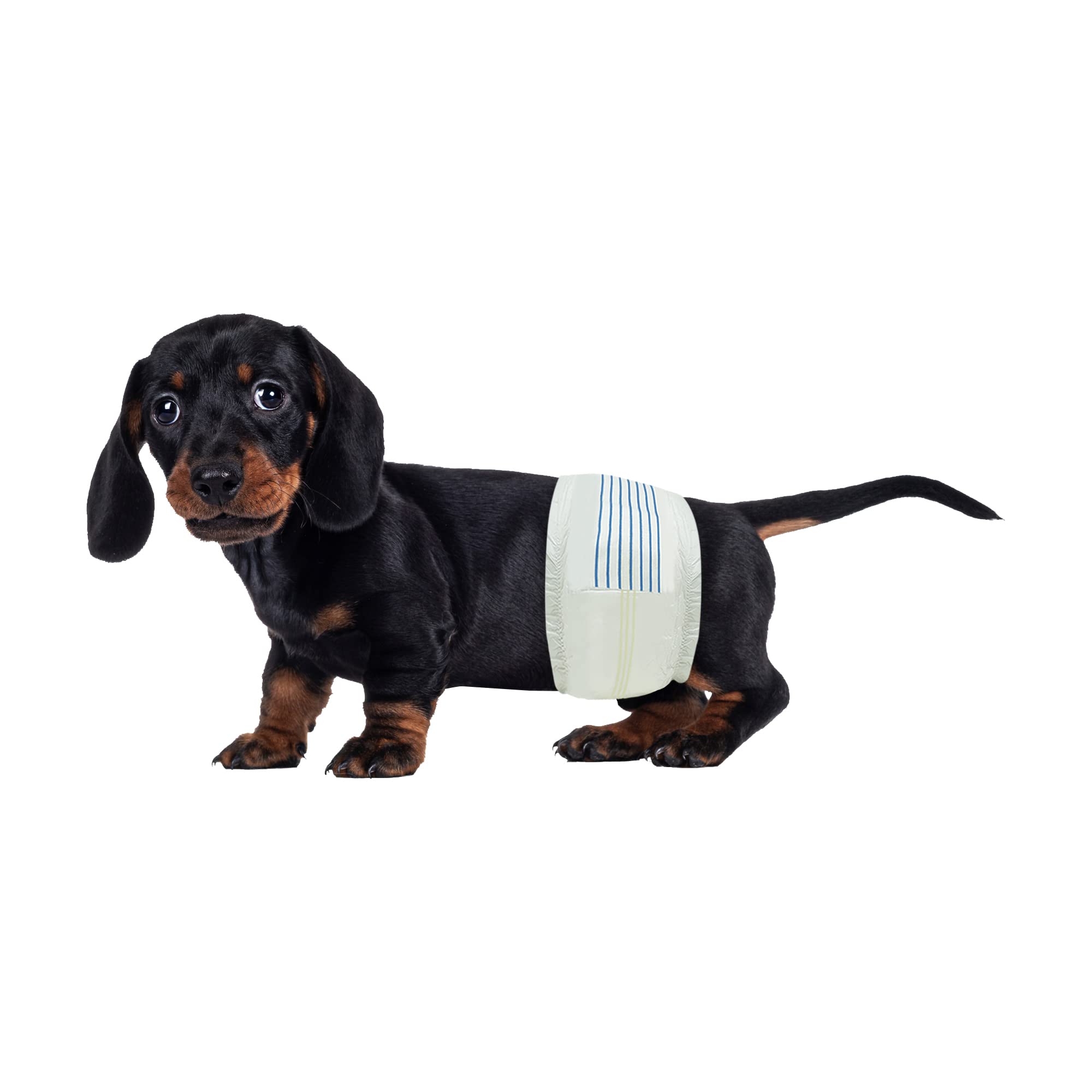 BV Dog Diapers para perro macho pequeño con 50 unidades y ajuste cómodo.