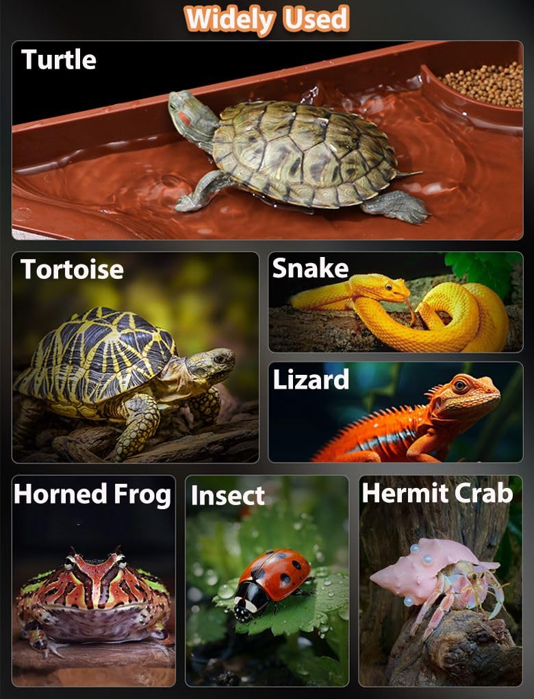 BZCWHWY accesorios-habitat-tortuga compactos para terrario estable.