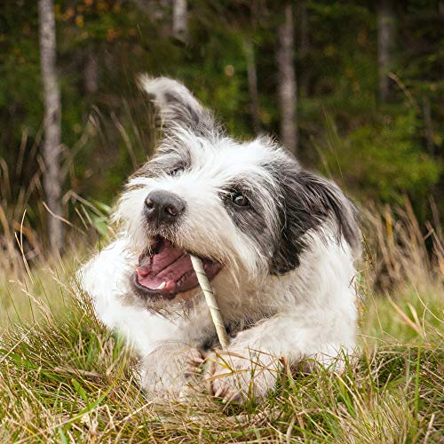 Cadet masticable de ternera para perros de tamaño mediano