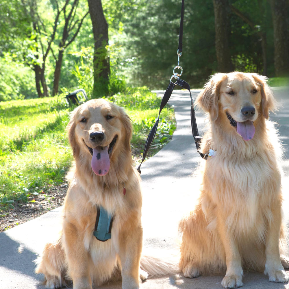 Caldwell's Pet Supply Co. uso diario para dos perros facilita caminar juntos.