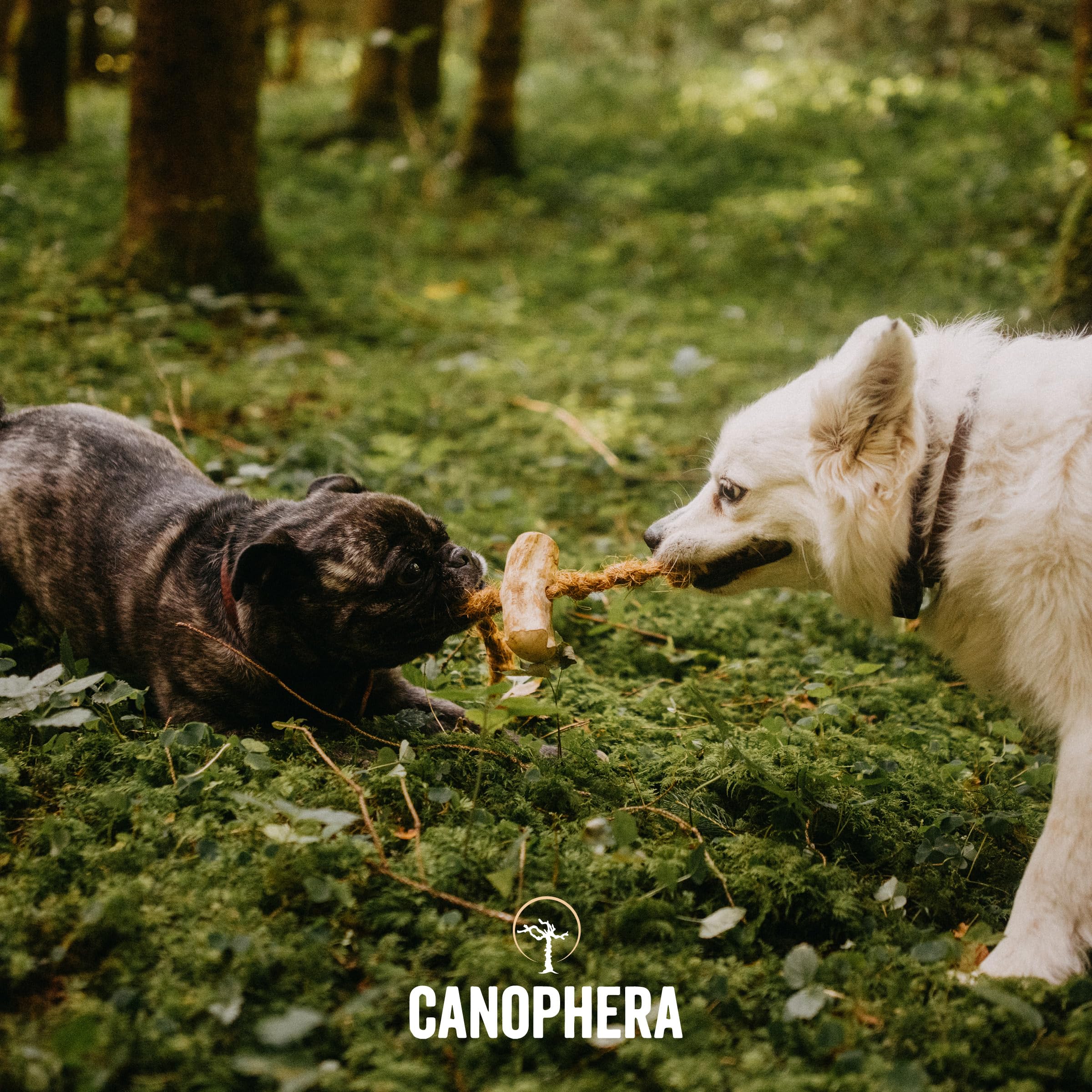 Canophera: limpieza dental suave con fibra natural durante la mordida.