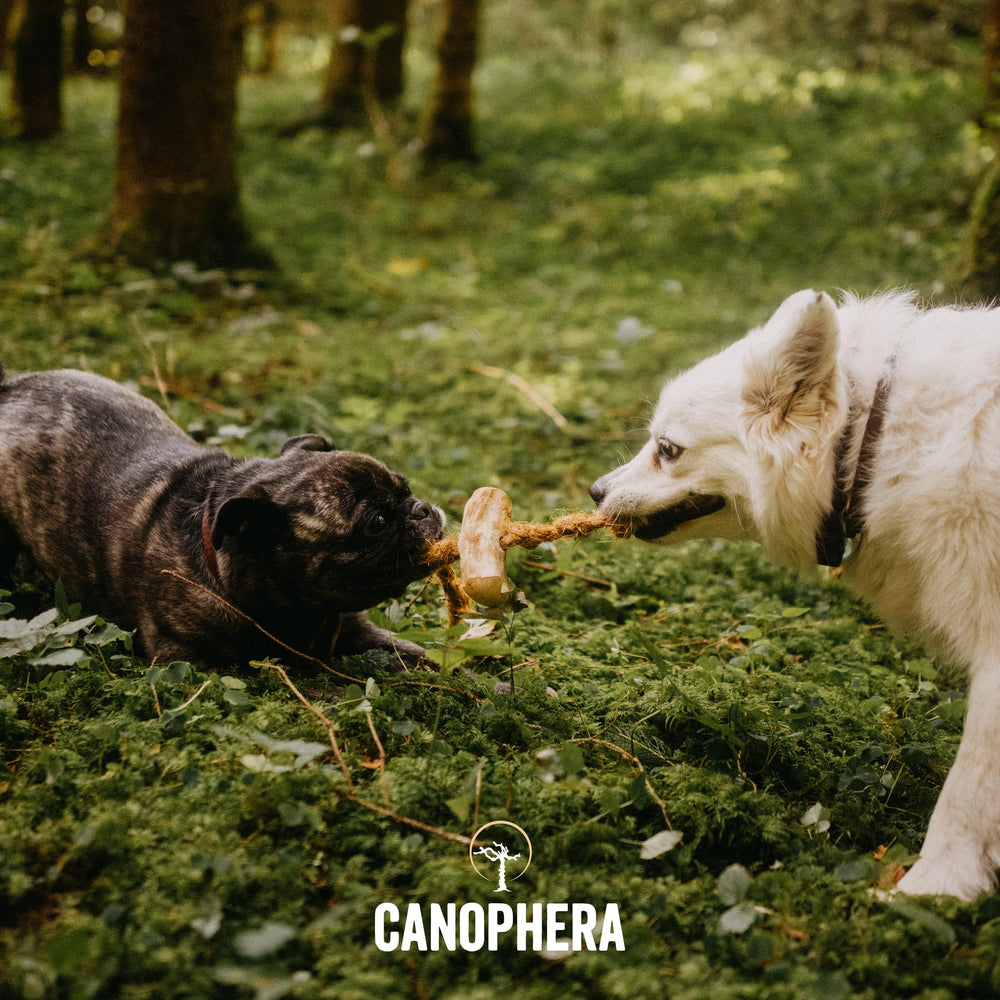 Canophera masticable para perros: opción sostenible y natural para el juego diario