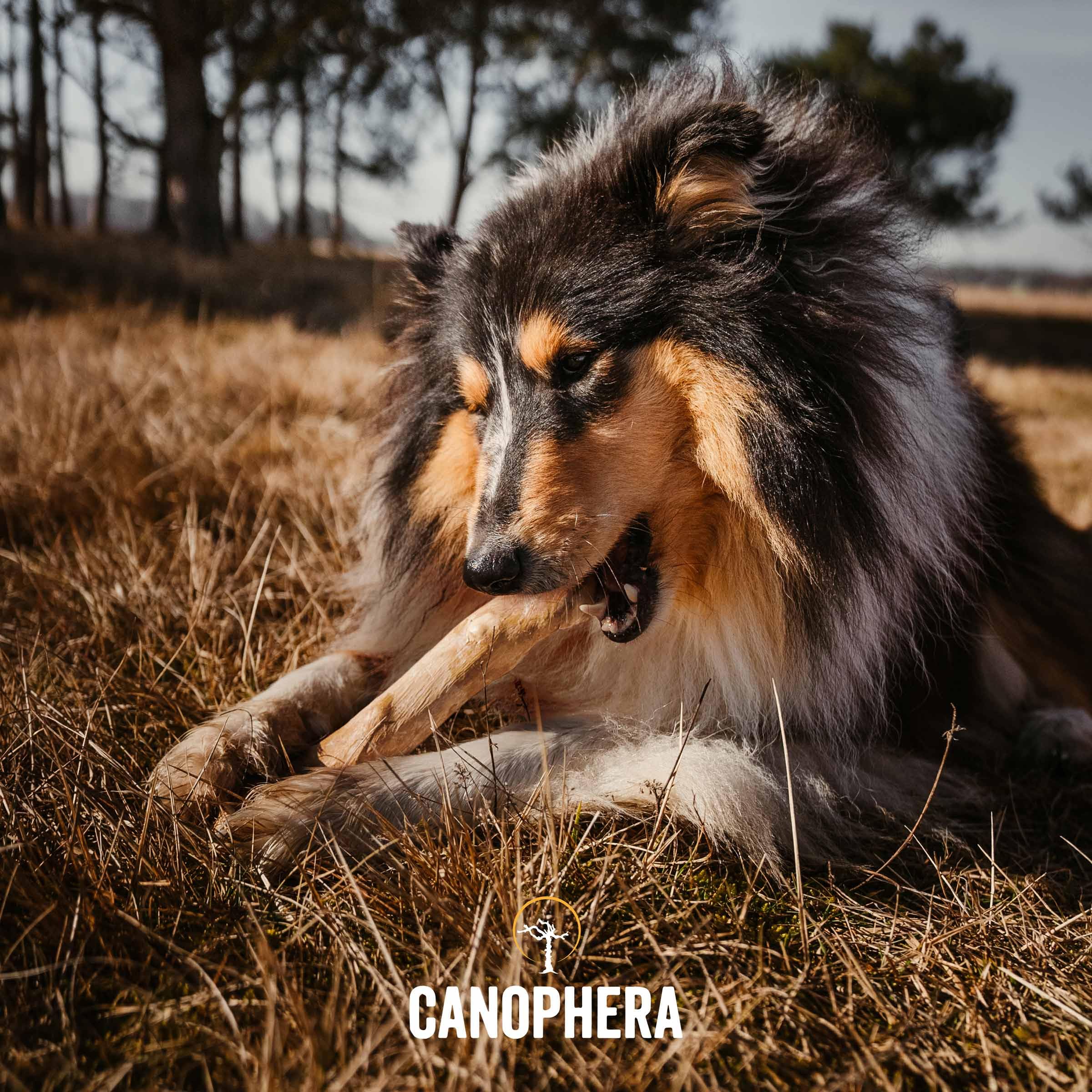 Canophera perro masticador palitos de madera de café para entretenimiento y calma.